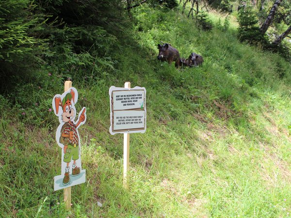 Die Wildschweinfamilie am Hoppelweg