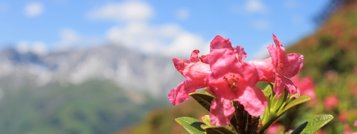 Alpenrosen Arlberger Bergbahnen
