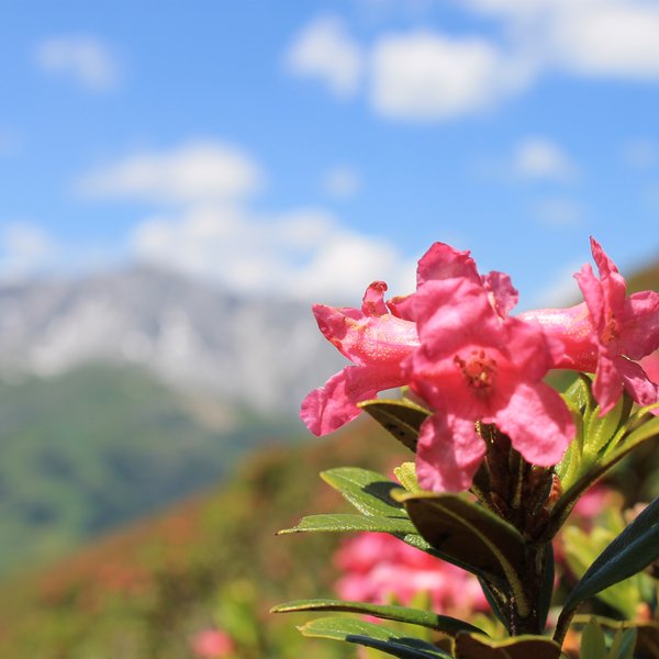Skigebiet Arlberg Alpenrosen Arlberger Bergbahnen
